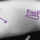 Illustration for article titled Canine update
